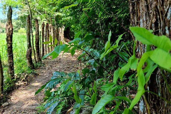 Puerto Plata Rejoya River Excursion Amber Cove Taino Bay Hotels - Trail walking reality: what to expect on the 30-minute forest section